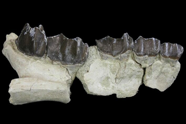 Fossil Running Rhino (Hyracodon) Maxilla Section - Wyoming #143862